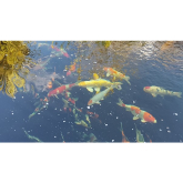 The Secret to a Thriving Aquatic Ecosystem: Healthy Ponds for Healthy Fish