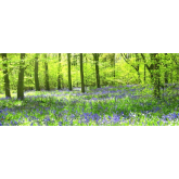 Bluebell Walk in the “As You Like It” Wood for Macmillan Cancer Support