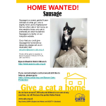 Meet SAUSAGE looking for a home - #Epsom & Ewell Cats Protection @CatsProtection #giveacatahome