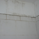 How to deal with Mould