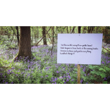 Charity bluebell walk in “As You Like It” Wood raises more than £2,000