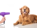 Dog Grooming in Walsall