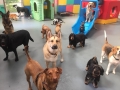 Doggy-Day-care-dogs-looking-alert