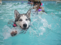 Recommended Canine Hydrotherapy in Walsall