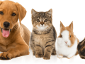 pet-services-walsall