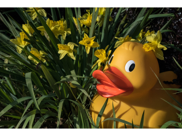 GIANT Easter Duck Hunt at WWT Martin Mere