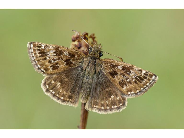 A FREE Guided butterfly Walk at Aston Upthorpe , led by Peter Philp.
