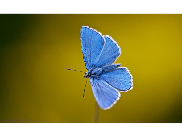 A FREE Guided butterfly Walk at NT Lardon Chase , led by Maureen Cross and Margery Slatter.