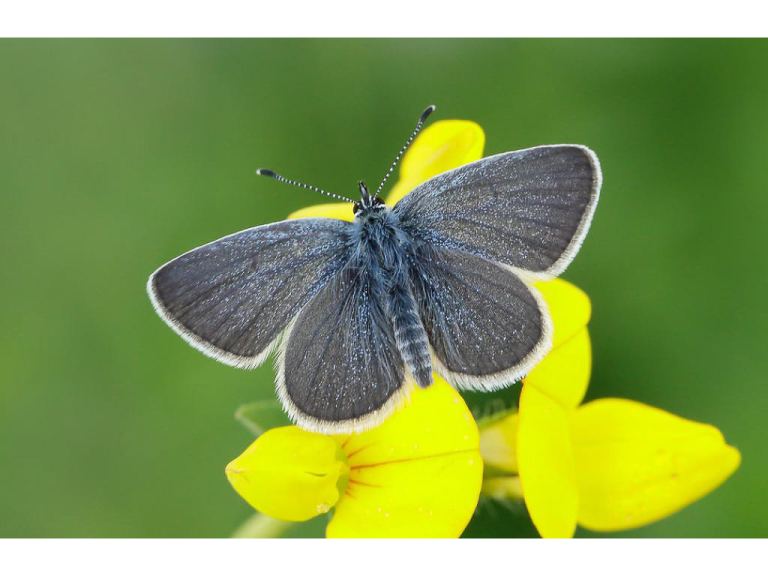 A FREE Guided butterfly Walk at BBOWT Seven Barrows , led by Peter Philp.