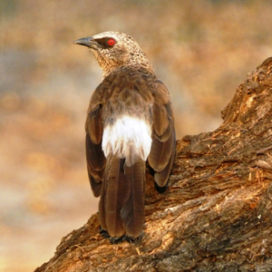 Wirral Bird Club - "Namibia & Botswana - Dunes and Delta" - Hugh Stewart