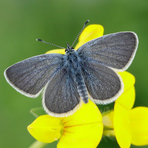 A FREE Guided butterfly Walk at BBOWT Seven Barrows , led by Peter Philp.