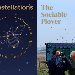 Frinton Summer Theatre - Constellations & The Sociable Plover