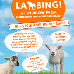 Lambing 2024 - Sponsored by The Gripple Foundation