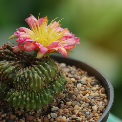Cactus and Succulent Annual Show 2024 at Capel Manor Gardens