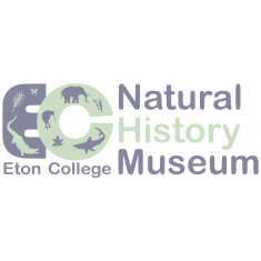Eton Natural History Museum, Windsor