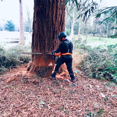 Why You Need a Tree Surgeon