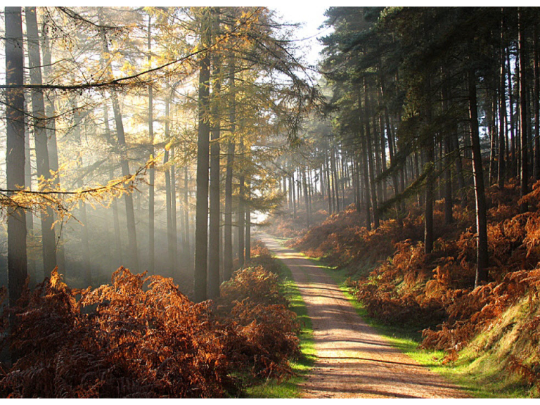 Cannock Chase Country Park up for sale?