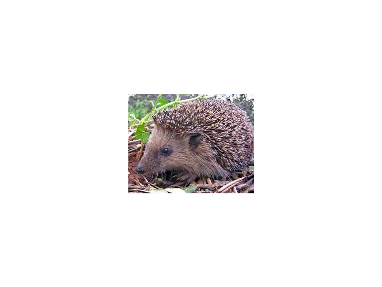 Sutton Coldfield Charity's Mission is to Rescue Hedgehogs and Raise ...