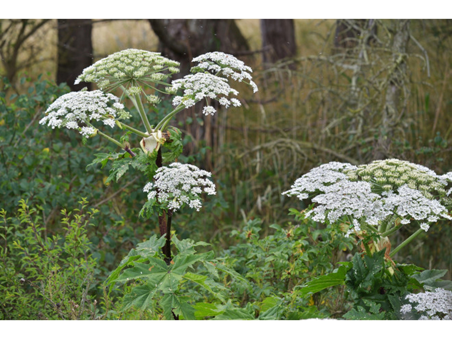 The Toxic Giant Hogweed And What You Need To Know To Stay Safe