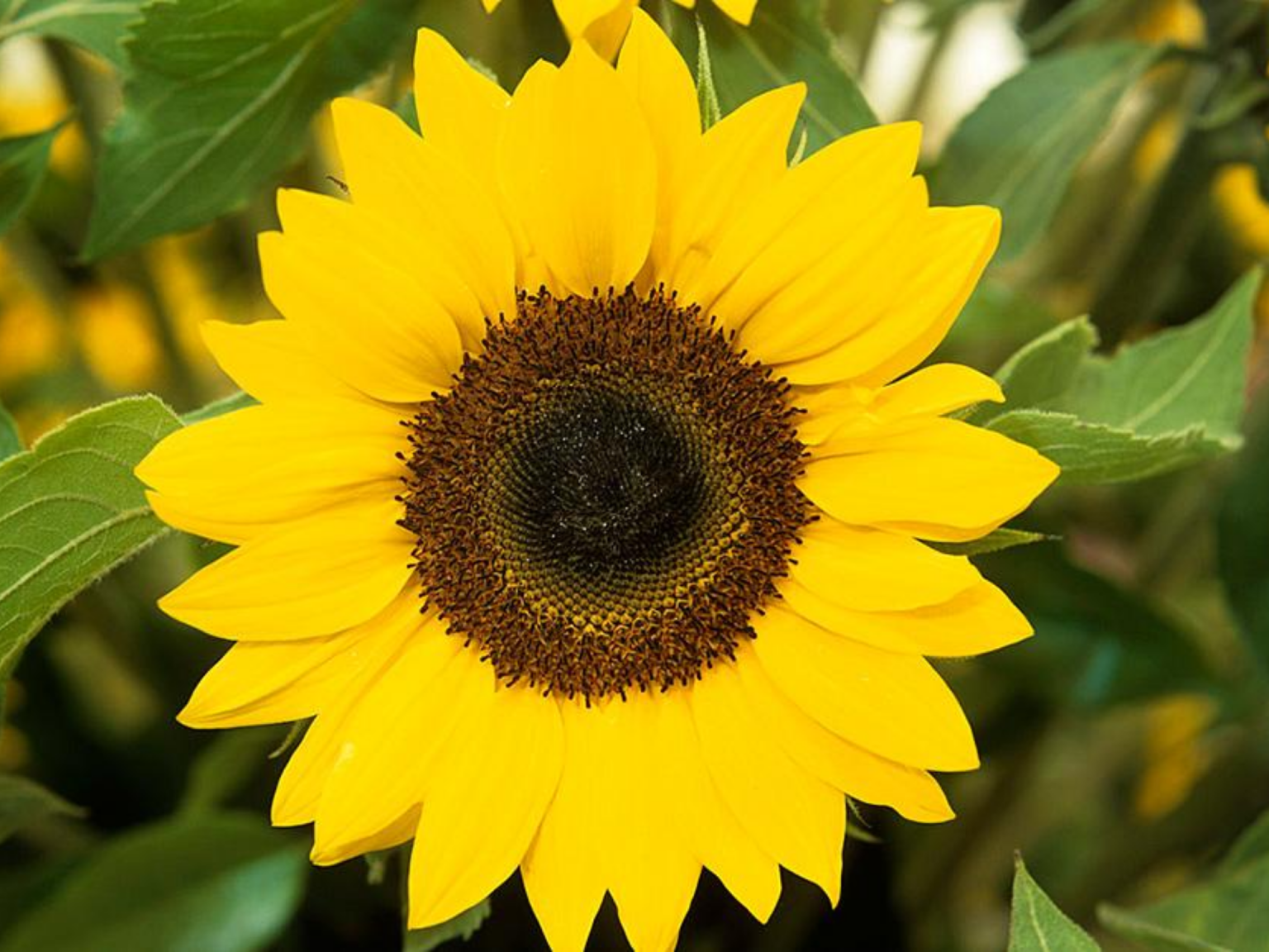 Sunflower plant. Подсолнух Гелиантус. Джейн Пеллант Подсолнухи. Helianthus annuus (Sunflower) Seed Oil. Подсолнухи на даче.