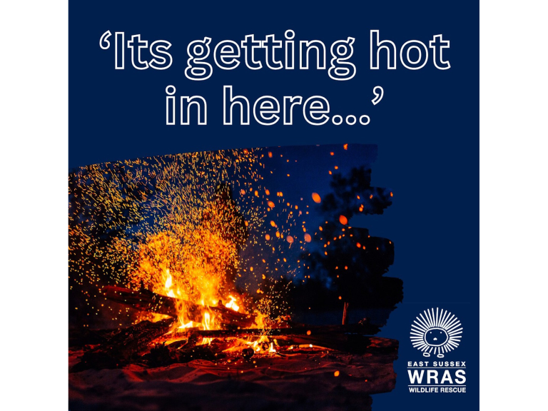 Keep Wildlife Safe This Bonfire Night in Eastbourne