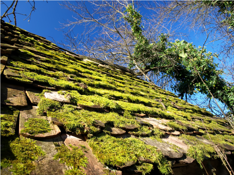 Do Moss and Algae Damage Your Roof?