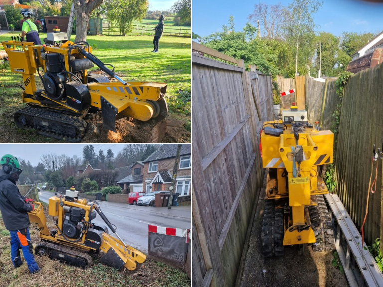 What Happens to the Stump After a Tree Is Removed?