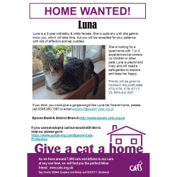 Meet LUNA looking for a home - #Epsom & Ewell Cats Protection @CatsProtection #giveacatahome