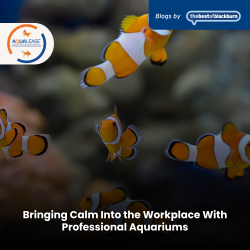 How Aquariums Improve Mental Health and Workplace Wellbeing