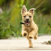 Adopt a rescue dog in Brighton and Hove