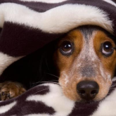How to Keep Your Animals Safe and Stress Free During This year's Fireworks