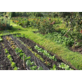 Investment in local allotments
