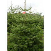 Where to buy real Christmas trees in Telford