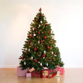 Free advice on fresh trees this Christmas
