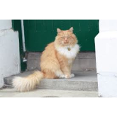 Hamish McHamish- St Andrews' Cat