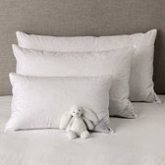 Buy your pillow from Premier Beds or Ultimate Linens for International Pillow Fight Day