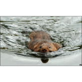 ‘Water Voles on the Wye’ Project Press Release