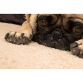 Would you love a new carpet? Our trusted carpet shops in Shrewsbury would love to help!