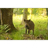 Wild boar population in the Forest of Dean to be curbed