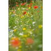 Cheltenham to have urban meadow planting 