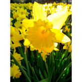 Daffodils for Spring with Occasion Flowers, Bolton