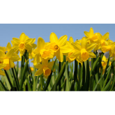 St David's Day Traditions