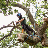 The Importance of Tree Maintenance: A Guide to the Work of a Tree Surgeon