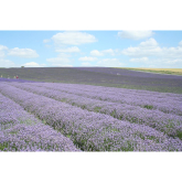 Ickleford Open Village this weekend includes access to Hitchin Lavender