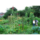 Allotments in Watford? Who Cares?