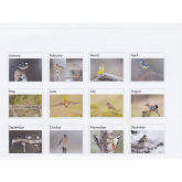 2015 British Bird Calendar