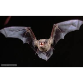 It's International Bat Night On 30th-31st August