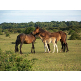 Events for the whole family in The New Forest 21/08/15 to 28/08/15