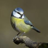 Big Garden Bird Watch 24th and 25th January – are you joining in?