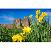Visit a Castle in Wales for FREE on St David's Day!